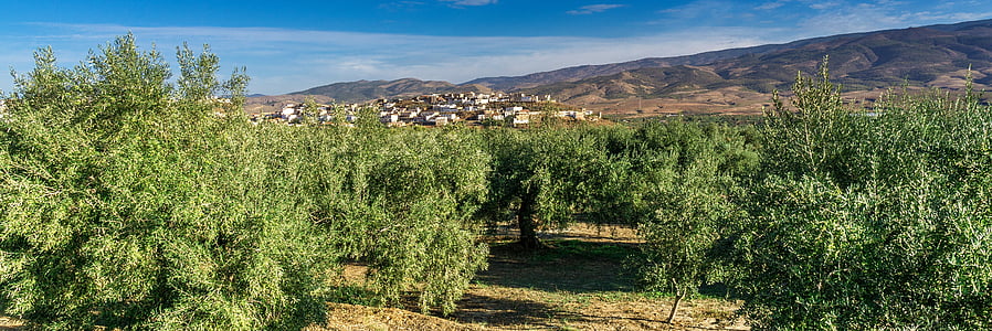 landscape, travel, olive trees, mountains, spain, village, nature