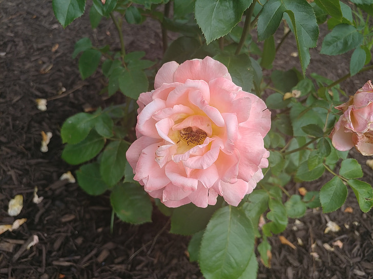 flower, garden, rose, pink