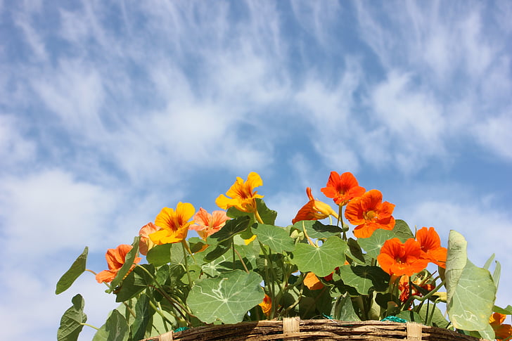 Nasturtium, bloem, hemel