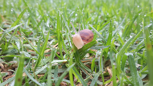 slug, nature, wet grass, snail, green