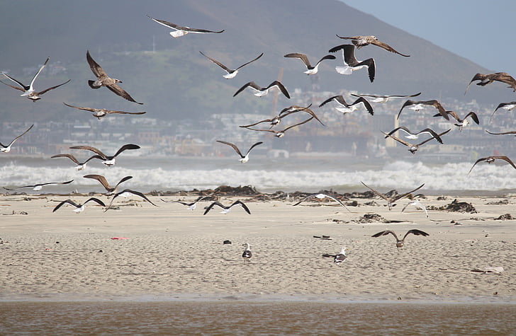 gulls, beach, sea, fly, sand beach, water