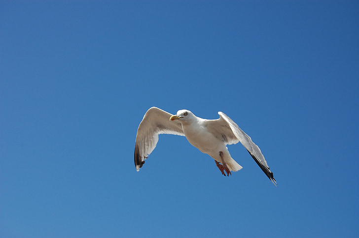 bird, seagull, blue sky, sky, nature, birds, bill