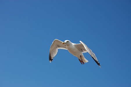 bird, seagull, blue sky, sky, nature, birds, bill