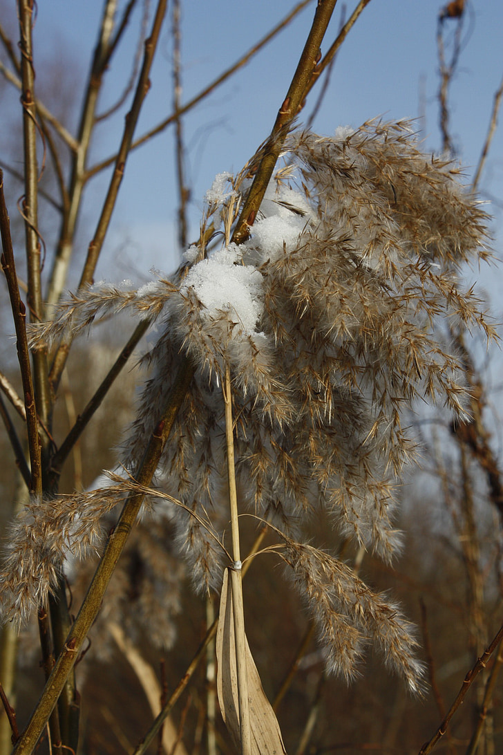 winter, snow, ice, frost, reeds, dry, plant