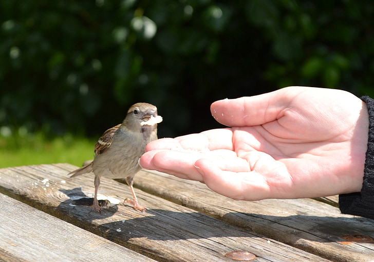 menjinakkan, burung, Sparrow, tangan, alam, satwa liar, bulu