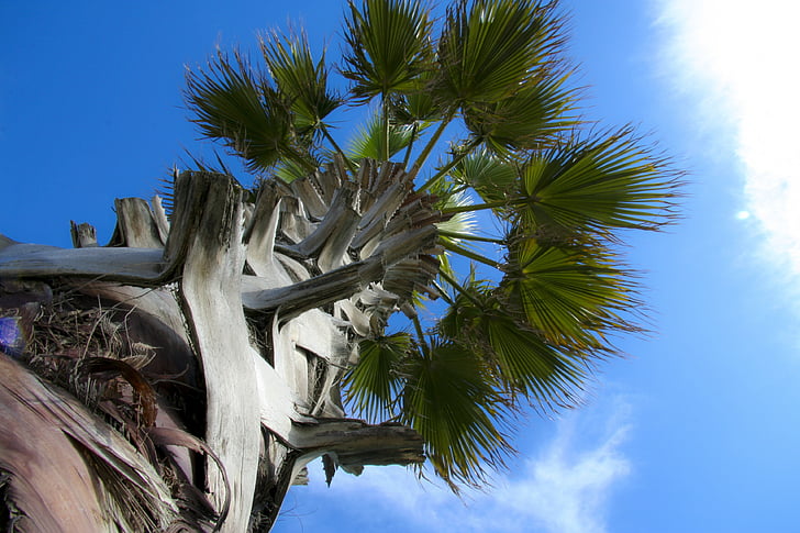 palma, tree, sky, leaves, summer, trunk, foliage
