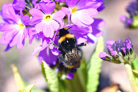 hummel, insect, flower, flowers, purple, drumstick, close