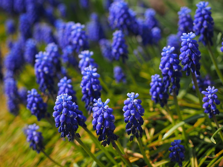 Poesía, flors, blau, Calabruixa petita comuna, Jacint, planta ornamental, planta de jardí