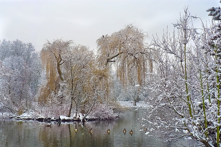 zimné, sneh, mrazivé, biela, strom, za studena, Príroda