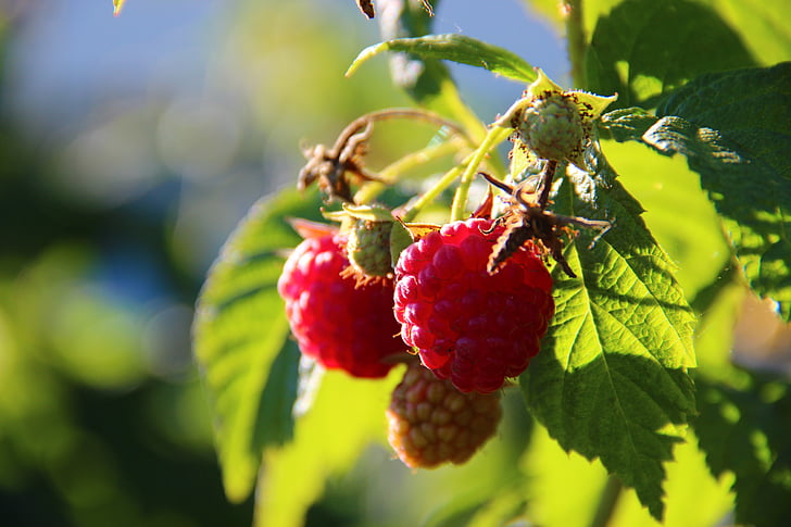 raspberries, berries, fruits, nature