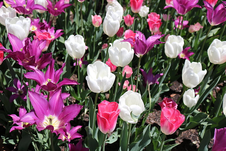 tulipán, virág, friss, virágos, természet, tavaszi, dekoráció