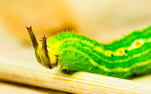Caterpillar, verde, cabeça, chifres, detalhe, macro, animal