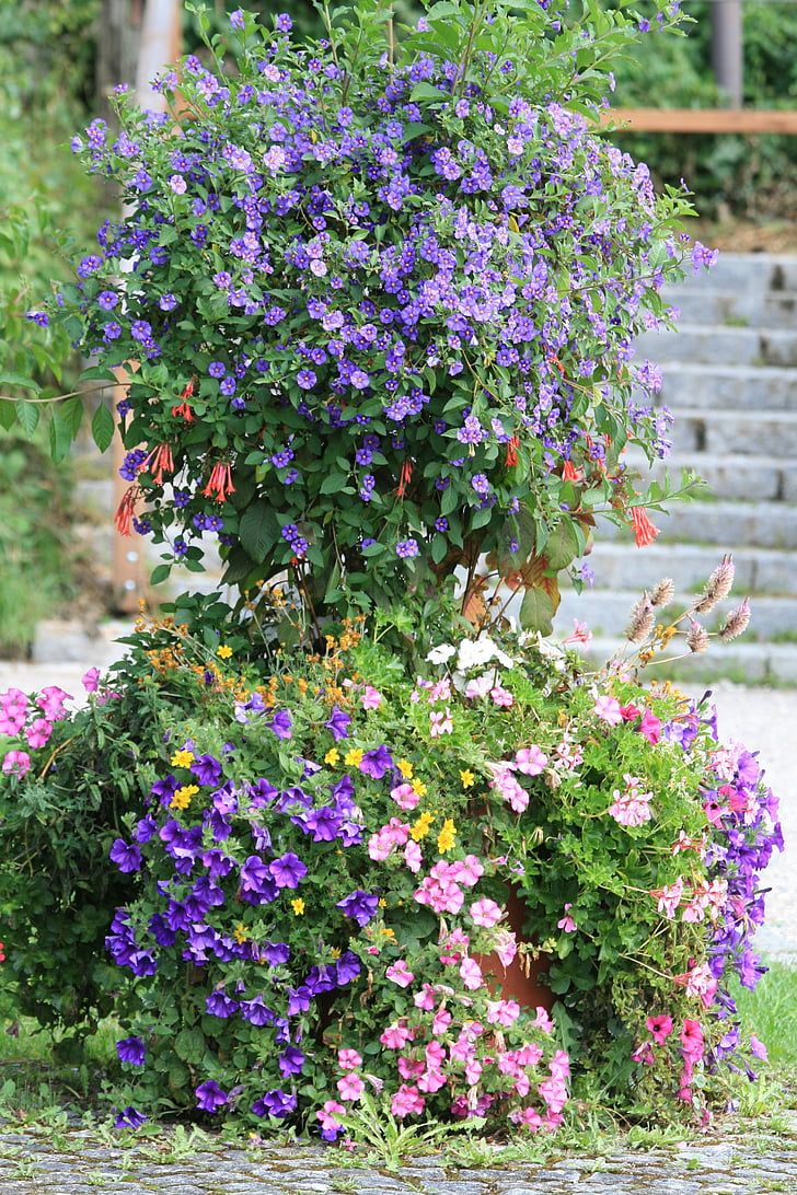 flowers, garden, purple, flower, nature, plant, summer