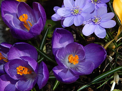 safrà, flors de primavera, primer bloomer, blau, porpra, despertar de la primavera, frühlingsanfang