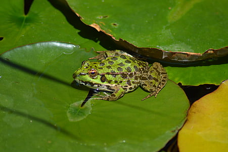 frog, green, nature, water, amphibian, pond