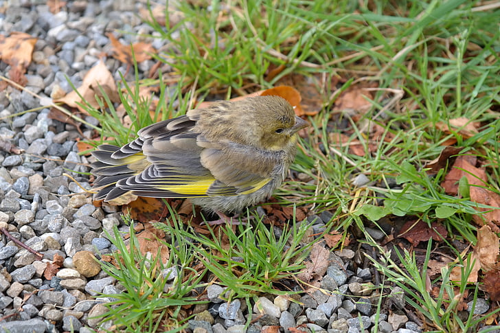 greenfinch, bird, fink, carduelis chloris, songbird, animal, young animal