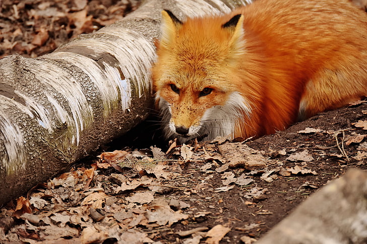 Fuchs, wykopać dziurę, dzikie zwierzę, Wildpark poing, Świat zwierząt, Natura, zwierząt