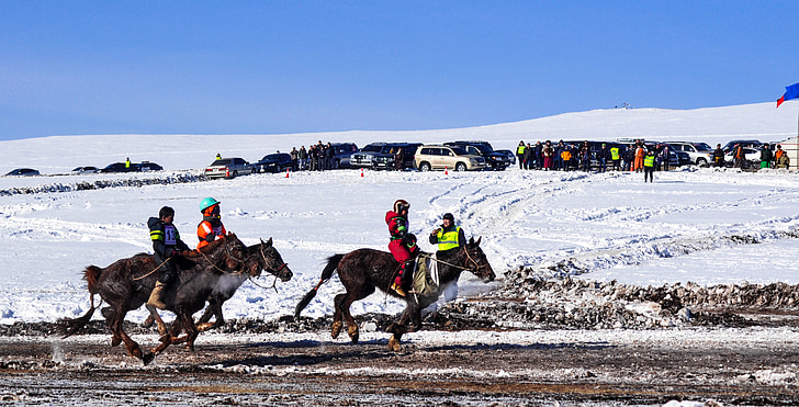 horse race, finish line, winter, horseback, equine, racing, competition