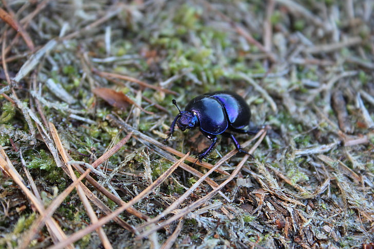 dung beetle, skrarabäus, forest floor, forest, pine needles