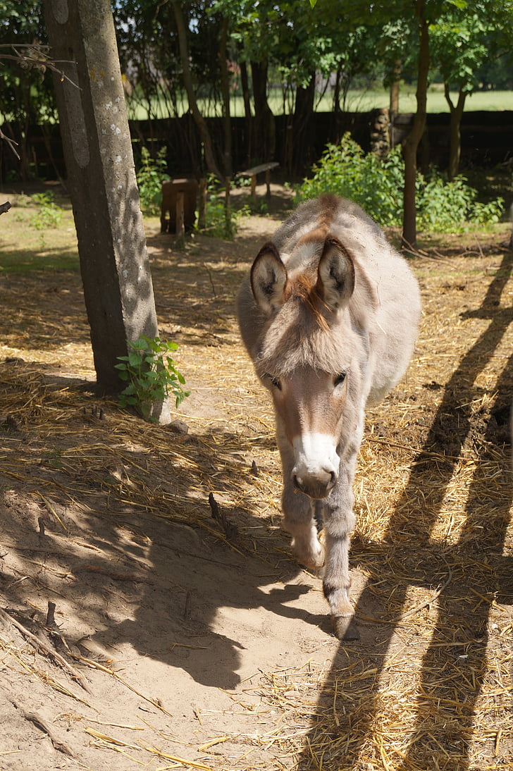 Donkey, động vật, Trang trại, Thiên nhiên, vùng nông thôn