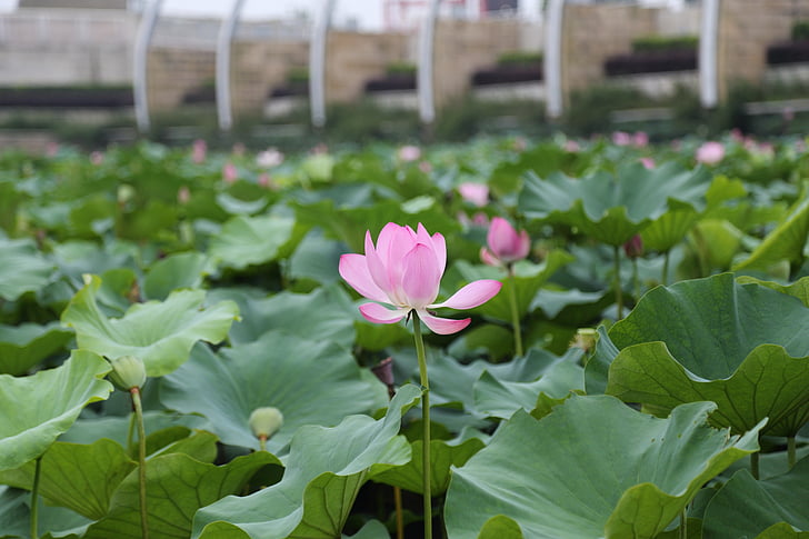 lotus, the scenery, park, summer, early summer