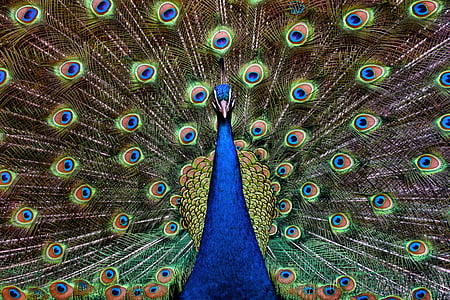 Turquía, real, pavo real, Ave, plumas de, hermosa, colorido