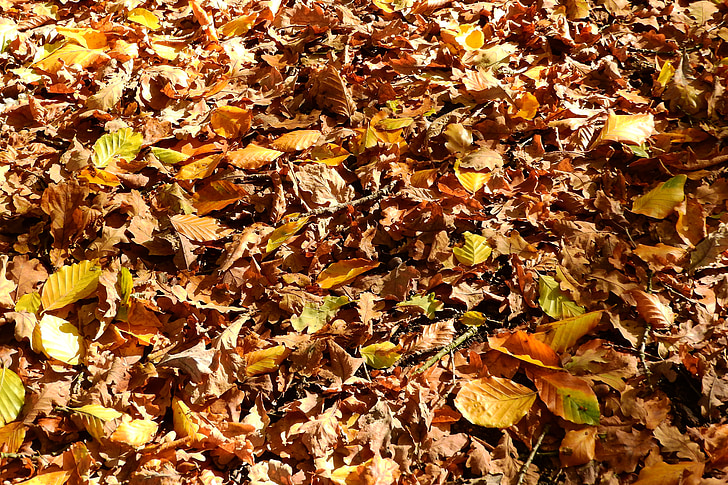 listy, buk, dub, podzim, listoví, Fallen, barvy