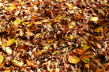 leaves, beech, oak, autumn, foliage, fallen, colors