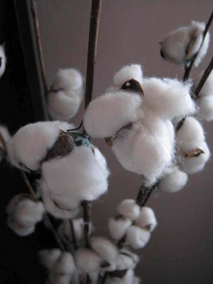 coton, plante, blanc, laineux