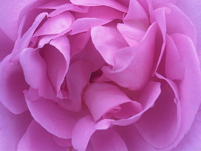 розово, Роза, макрос, природата, Градина, цвете