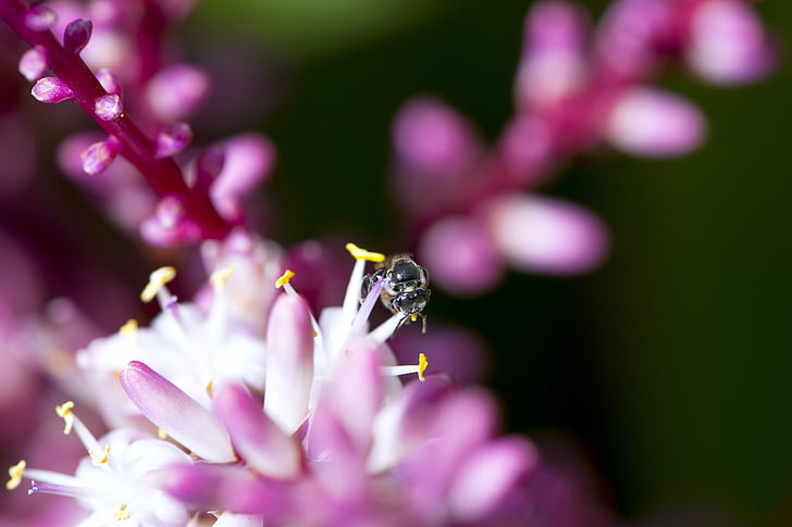 flor, Fotografía macro, tropical, abeja, púrpura, polen, Close-up