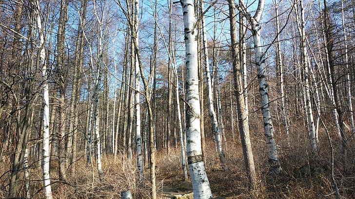 abedul, bosque, invierno