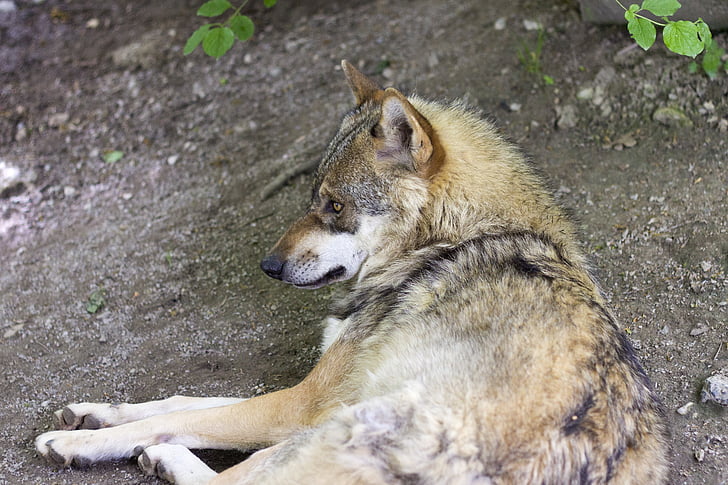 vilkas, Canis Raudonoji, Europos vilkas, plėšrūnas, zoologijos sodas, žinduolis, Kailiniai