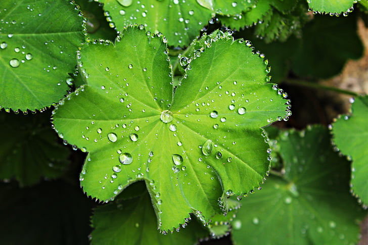 beaded, leaf, plant, green, dew, drip, close