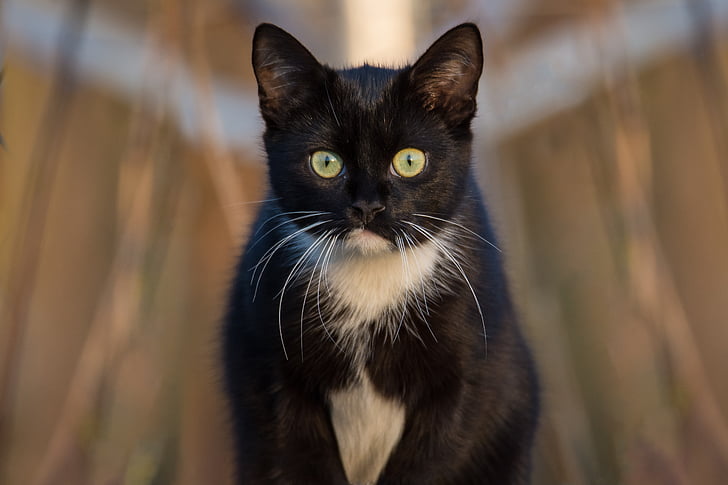 katten, svart, stående, innenlands cat, kjæledyr, dyr, mieze