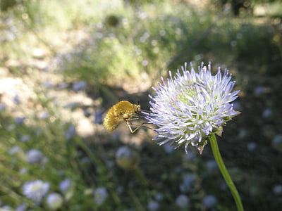 насекоми, цвете, природата, пчела, растителна, едър план, лято
