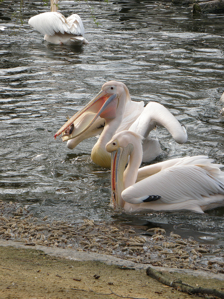 pelican, bird, feeding, water