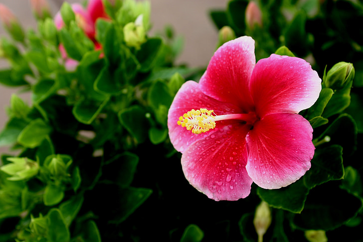 Hawaii, puķe, Hibiscus, āra, tropu, zieds, paradīze