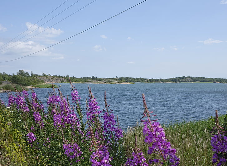blomster, Sommer, Lake, landskapet, Åland