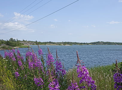 flowers, summer, lake, landscape, aland islands