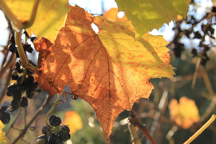 rudenį, vynuogių, rudens nuotaika, rudens spalvos, lapija