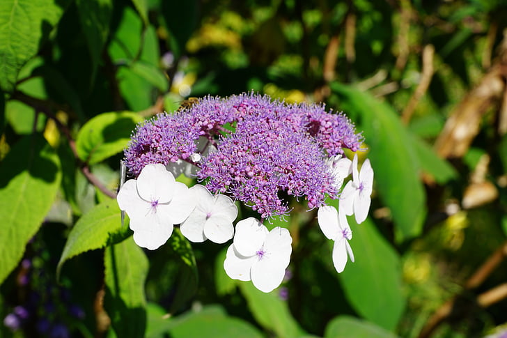 puķe, Botāniskais dārzs, überlingen, daba, Violeta, zaļa, Violeta