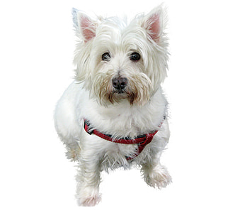 westhifhland terrier, Terrier, cão, Branco, fechar, isolado, animais de estimação