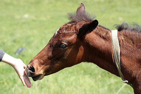caballo, alimentos, mano, Póngase en contacto con, marrón, animal, naturaleza