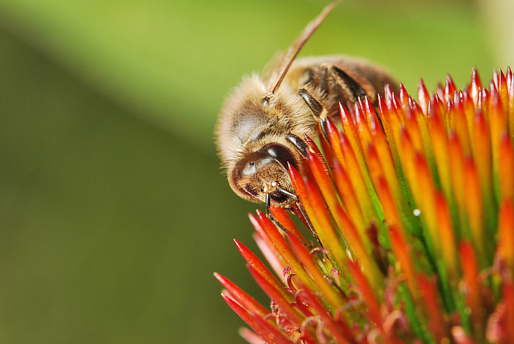 Honeybee, nektar, pollen, insekt, blomst, makro, pollinering