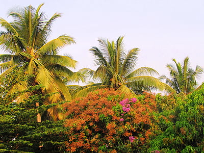 Parque, sadhankeri, árvores, palmas das mãos, Coco, florescência, Cássia