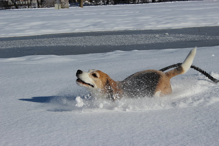 hond, sneeuw, leuk, beagle, uitvoeren, ravotten