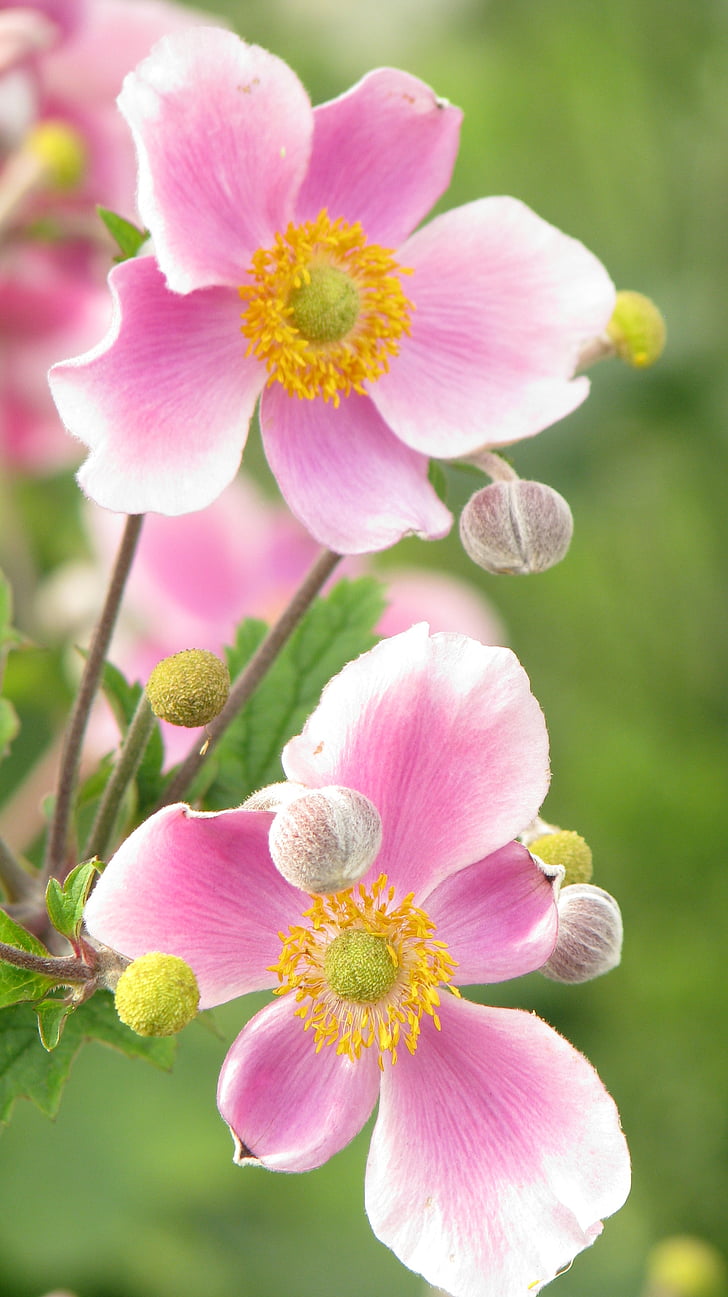 bunga, musim semi, tanaman, alam, warna pink, Close-up, Kecantikan di alam