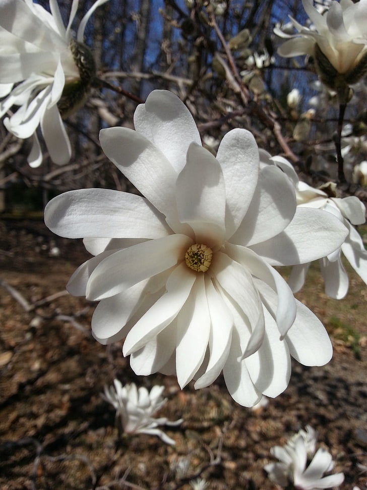 wit, bloem, Magnolia, boom, natuur, plant, Floral