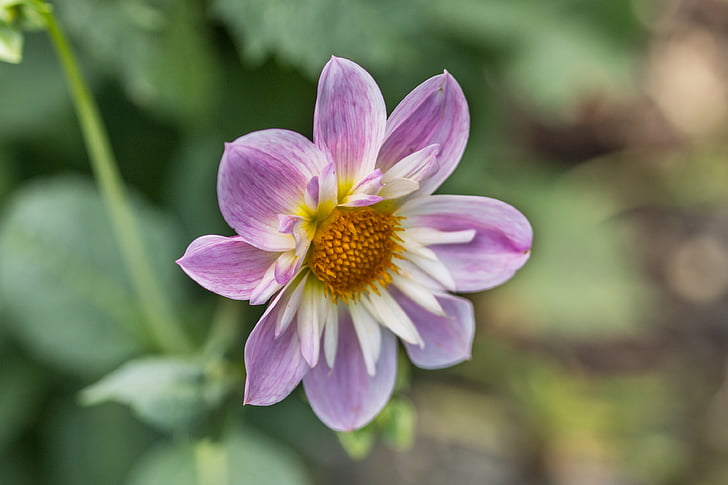 Dahlia hortensis, yıldız çiçeği, boyun fırfırlar-dalya, çiçeği, Bloom, Makro, çiçek